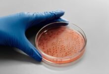 sector growth diagnostics report