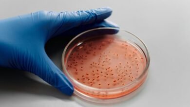 sector growth diagnostics report